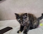 Кошки в Набережных Челнах: Кошечка в добрые руки Девочка, Бесплатно - фото 2
