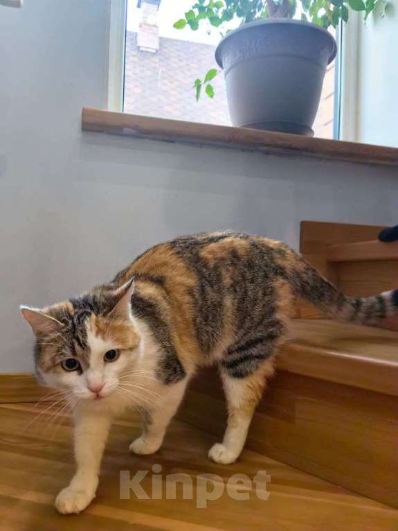 Кошки в Москве: Отдаю кошку в добрые руки  Девочка, Бесплатно - фото 2