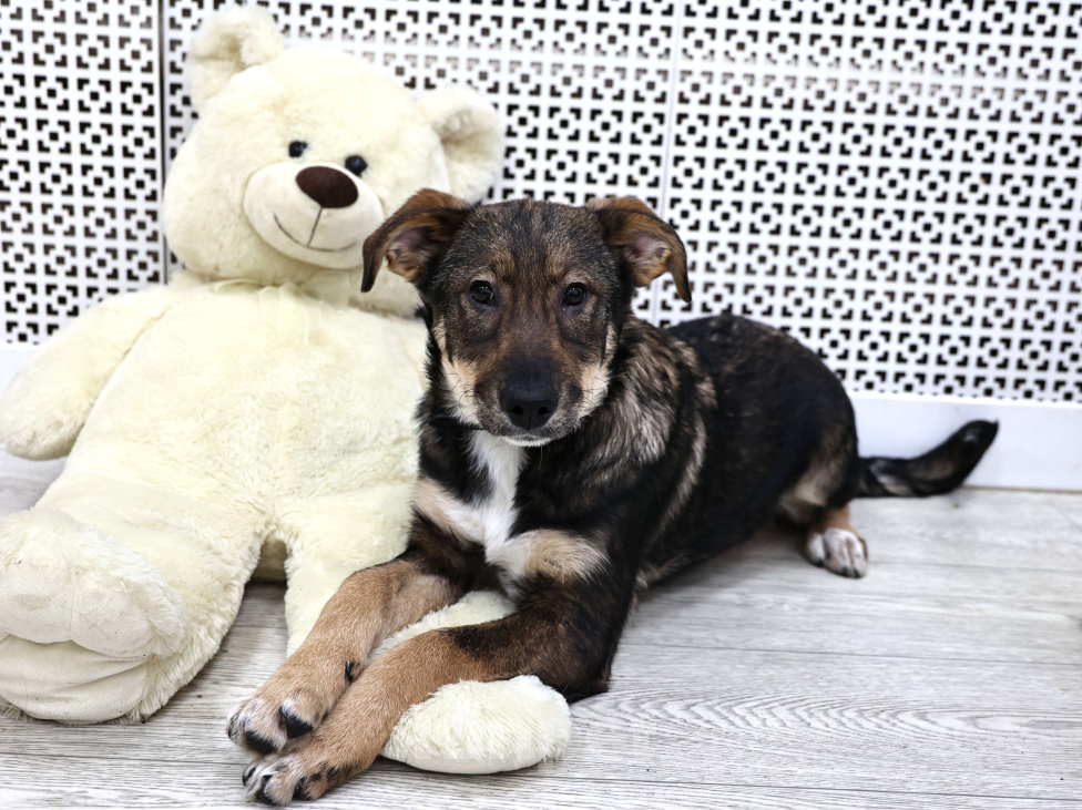 Собаки в Москве: Щенки бесплатно в Москве Девочка, Бесплатно - фото 2