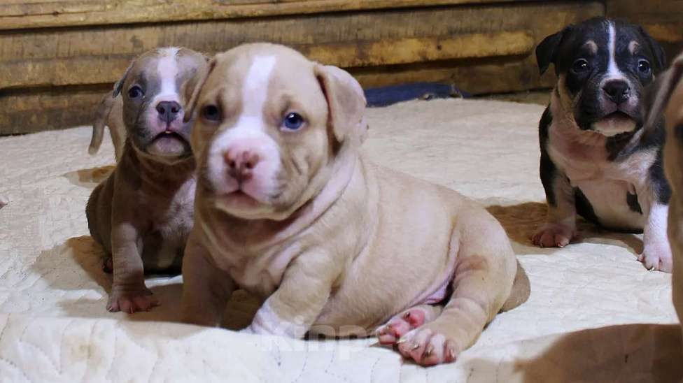 Собаки в Братске: Булочки Разнополые, 70 000 руб. - фото 7