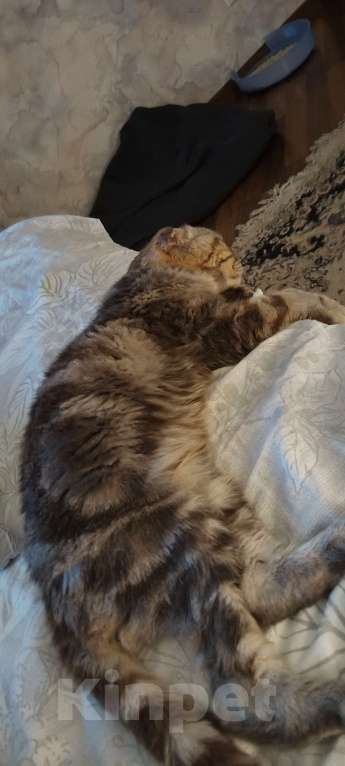 Кошки в Химках: Потеряшка на Молодежной 54 Девочка, Бесплатно - фото 3