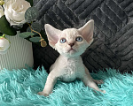 Кошки в Москве: Котенок Девон рекс мальчик с голубыми глазами Мальчик, 60 000 руб. - фото 9