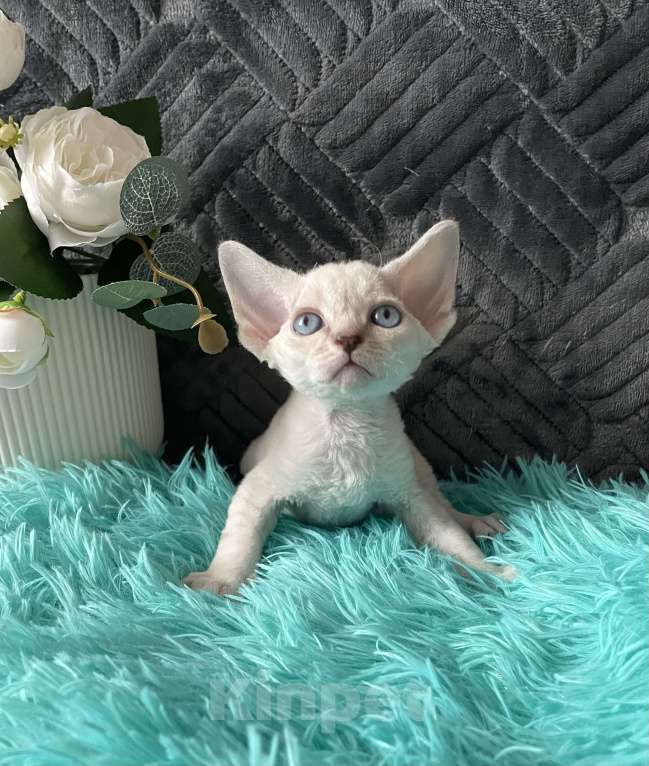 Кошки в Москве: Котенок Девон рекс мальчик с голубыми глазами Мальчик, 60 000 руб. - фото 9