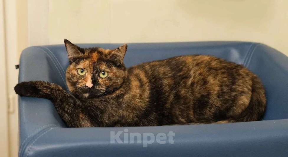 Кошки в Москве: Трехцветная кошка Габи в добрые руки Девочка, 1 руб. - фото 5