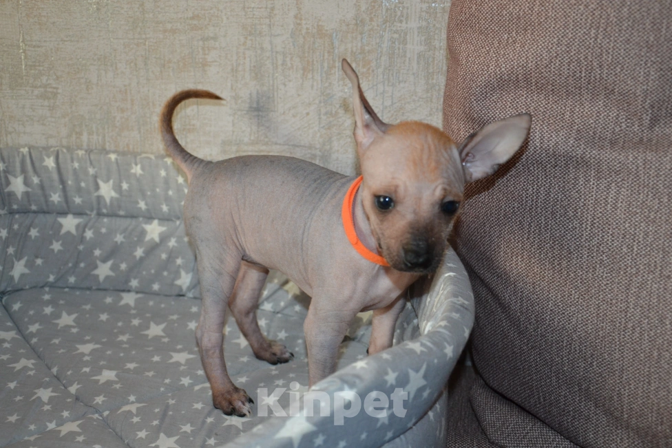 Собаки в Москве: Щенки ксолоитцкуинтли мини-ксоло Девочка, Бесплатно - фото 3