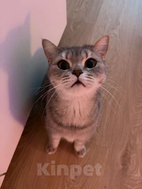 Кошки в Санкт-Петербурге: Шотландская прямоухая Юки, ищет новый дом Девочка, Бесплатно - фото 1