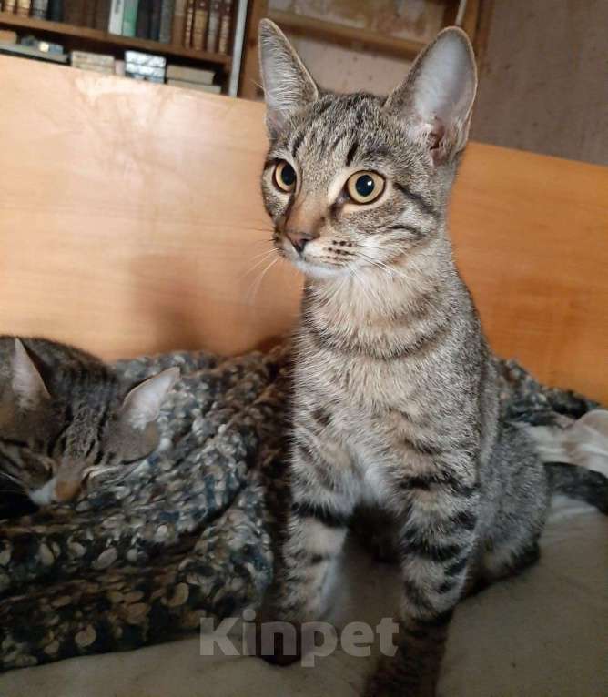 Кошки в Москве: Котята всех окрасов в добрые руки Мальчик, 1 руб. - фото 9