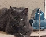 Кошки в Балашихе: Потерялся котик Балашиха м-н Железнодорожный Мальчик, 5 руб. - фото 1