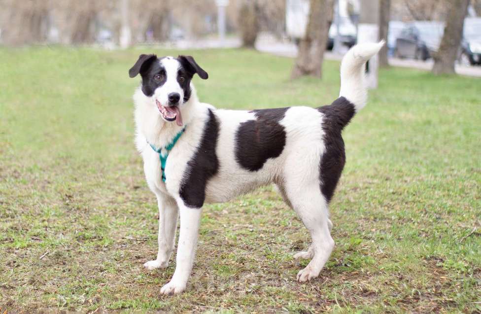 Собаки в Москве: Добрый открытый Джонас в поисках семьи Мальчик, Бесплатно - фото 4