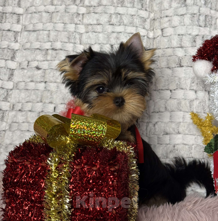 Собаки в Москве: Йоркширский терьер мальчик  Мальчик, 65 000 руб. - фото 8