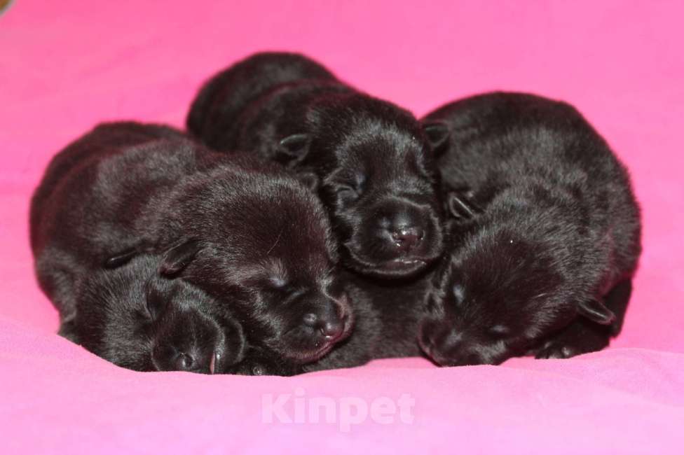 Собаки в Санкт-Петербурге: Ф... Из Звёздного Десанта  Девочка, 40 000 руб. - фото 1