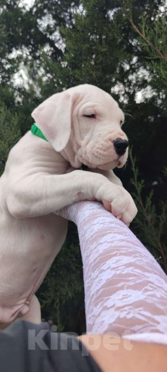 Собаки в других городах Краснодарского края: Продаются Щенки Аргентинского Дога  Мальчик, 40 000 руб. - фото 1