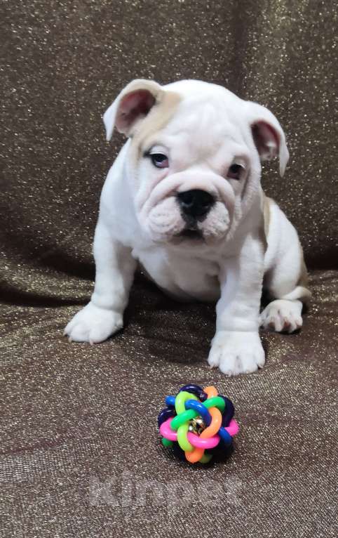 Собаки в Санкт-Петербурге: Щенок английского бульдога Мальчик, 120 000 руб. - фото 2