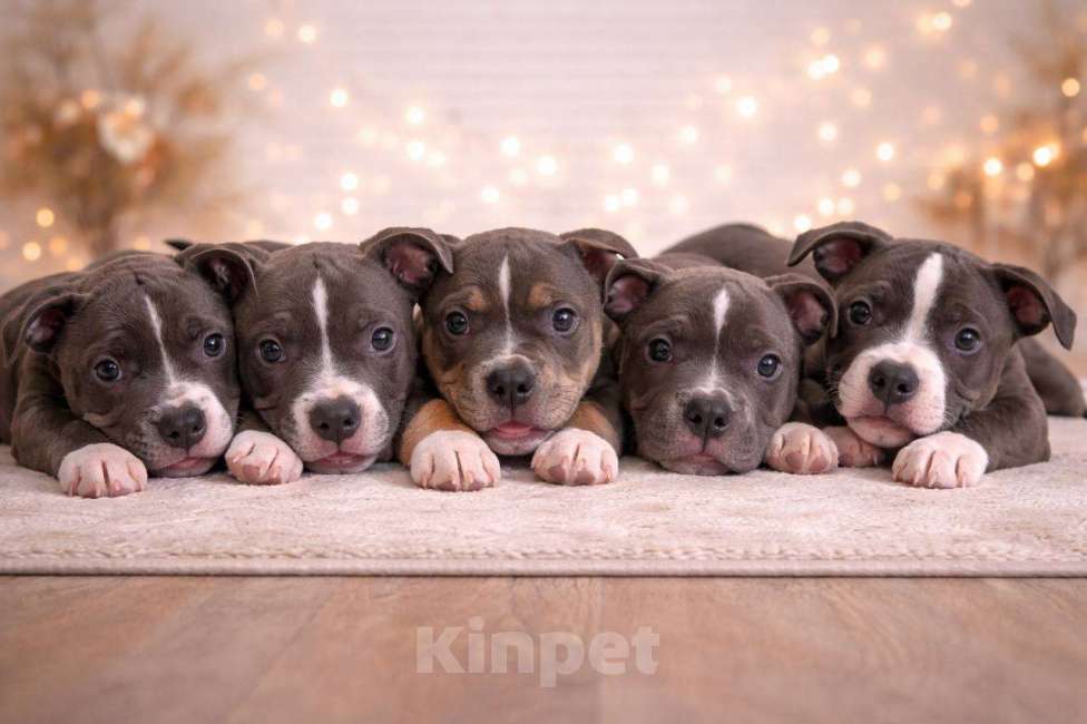 Собаки в Челябинске: Щенки Американского булли  Мальчик, 80 000 руб. - фото 8