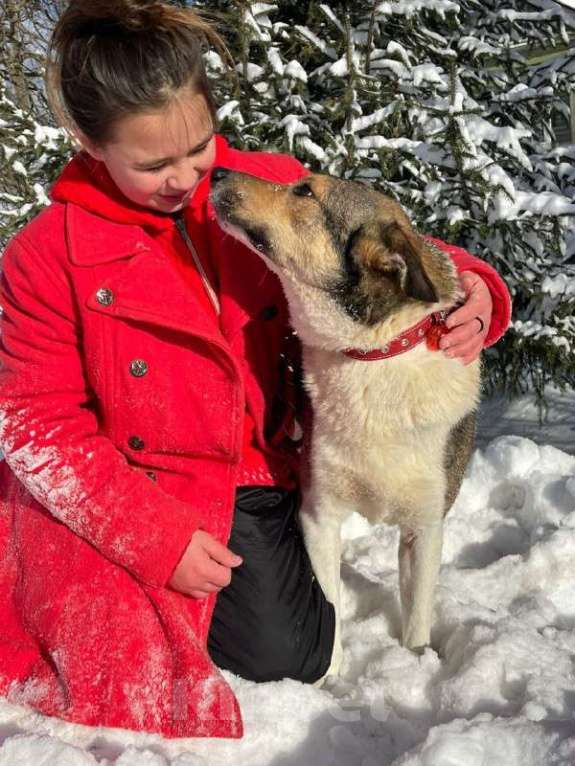 Собаки в Москве: Эрни 1,5 года  Метис лайки Мальчик, 1 руб. - фото 1