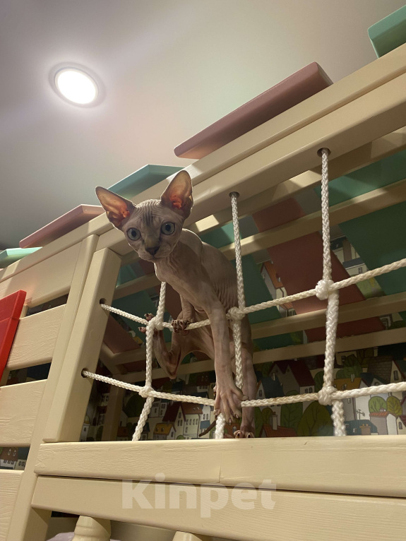 Кошки в Москве: Милейшая девочка сфинксетта Девочка, 45 000 руб. - фото 3