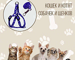 Кошки в Новокубанске: Продается Шотландский котенок, 4 000 руб. - фото 7