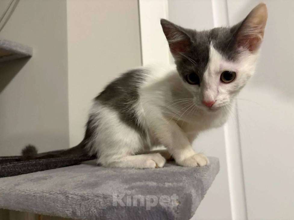 Кошки в Москве: НЕ МОЖЕМ ОСТАВИТЬ У СЕБЯ МИЛОГО КОТЕНКА Мальчик, Бесплатно - фото 2