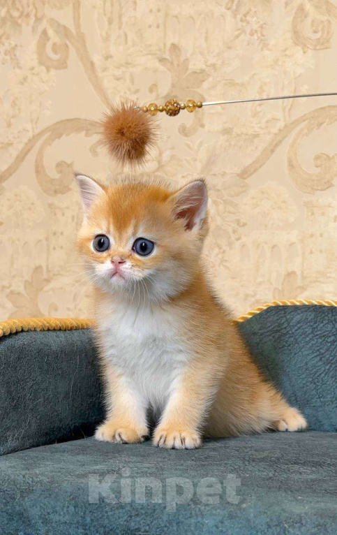 Кошки в Москве: Гламурчик Мальчик, 60 000 руб. - фото 4