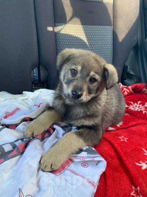 Собаки в других городах Владимирской области: Шаловливый щенок хорошему хозяину Девочка, Бесплатно - фото 2