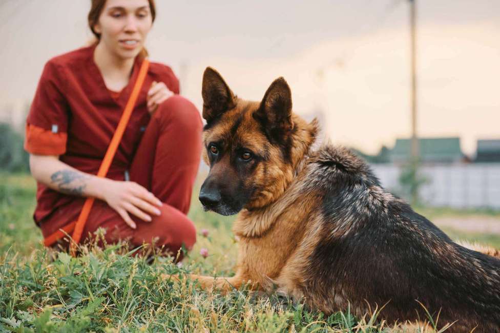 Собаки в Москве: Немецкая овчарка Земфира в приюте ищет дом Девочка, 10 руб. - фото 4