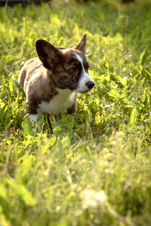 Собаки в Кемерово: Девочка вельш корги кардиган Девочка, 60 000 руб. - фото 2