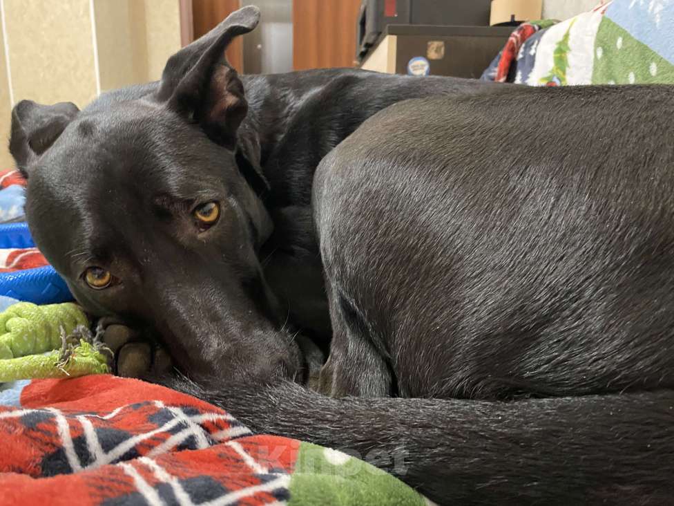 Собаки в Мурином: СРОЧНО взрослая СОБАЧЕНЬКА Девочка, Бесплатно - фото 6