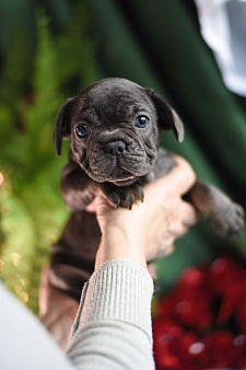 Объявление: девочка голубая, 50 000 руб., Москва