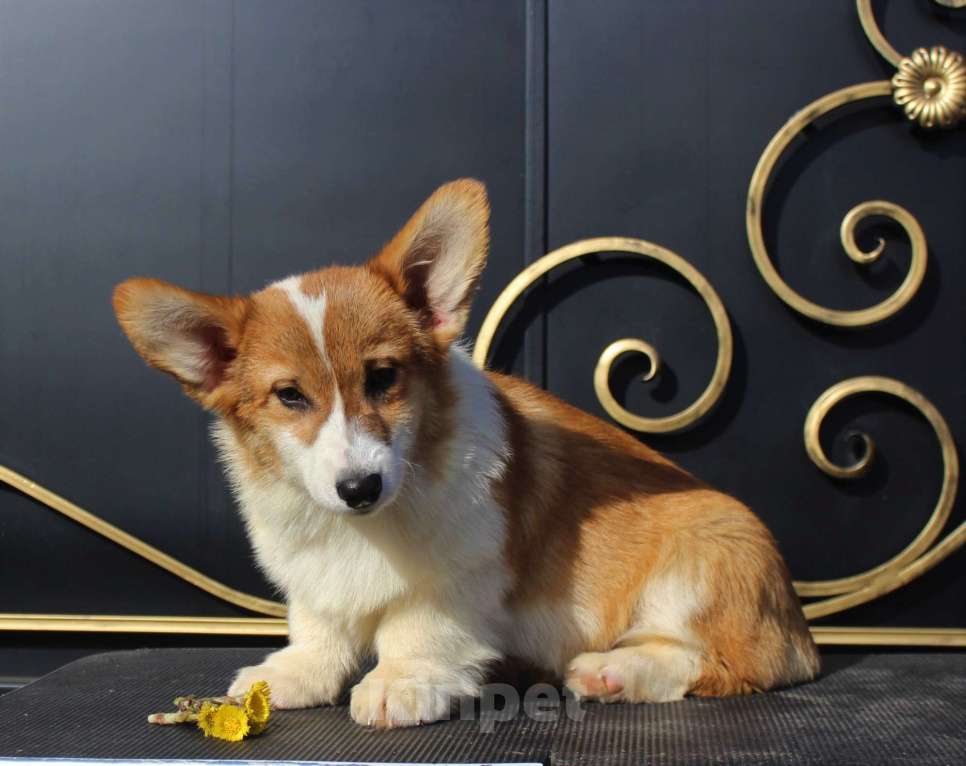Собаки в Москве: вельш корги пемброк щенки от Интерчемпиона Девочка, 60 000 руб. - фото 4