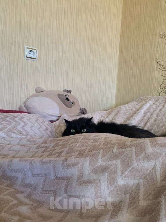 Кошки в Казани: Кот Крошик в добрые руки срочно до 20 декабря найти дом Мальчик, Бесплатно - фото 3