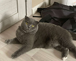 Кошки в Серпухове: ласковый котик Пыль ищет дом Мальчик, Бесплатно - фото 1