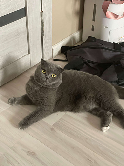 Объявление: ласковый котик Пыль ищет дом, Бесплатно, Серпухов