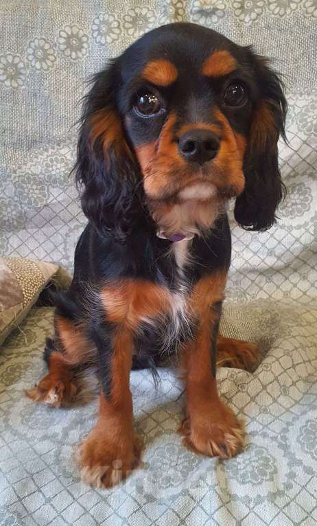 Собаки в других городах Московской области: Предлагаем вам стать владельцем щенка королевской породы Мальчик, 90 000 руб. - фото 2