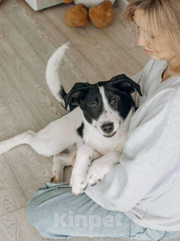 Собаки в Москве: Щенок в Москве бесплатно Девочка, Бесплатно - фото 3