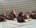 Кошки в Казани: Котята курильского бобтейла Разнополые, 20 000 руб. - фото 1