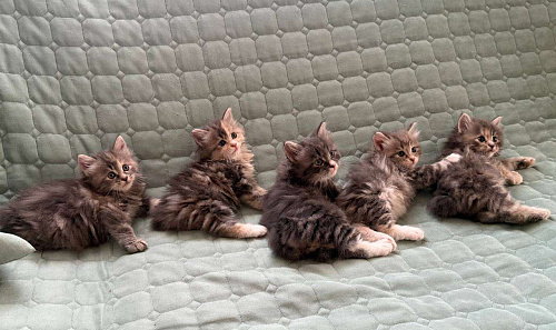 Котята курильского бобтейла