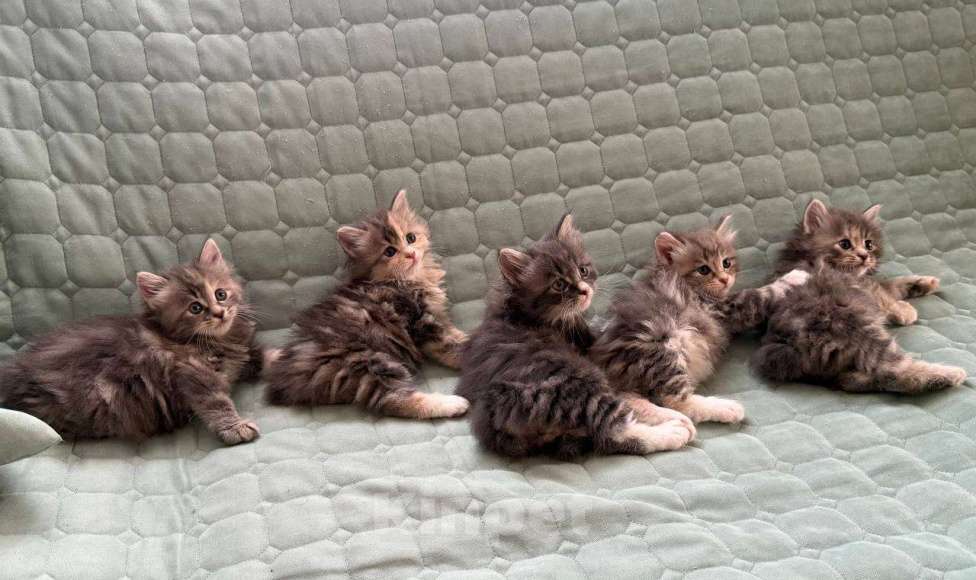 Кошки в Казани: Котята курильского бобтейла Разнополые, 20 000 руб. - фото 1