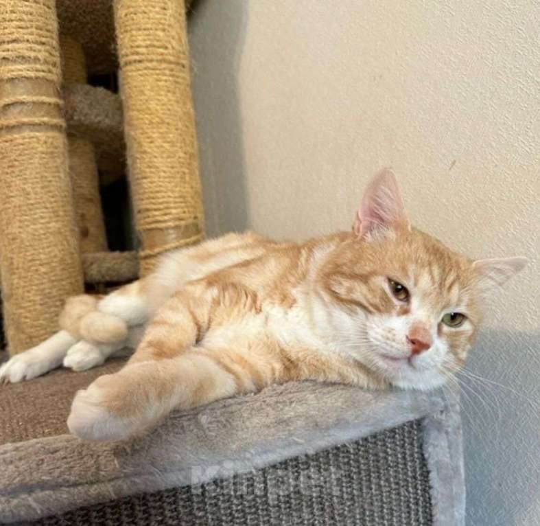 Кошки в Москве: Рыжий крупный мраморный кот Кекс в добрые руки Мальчик, Бесплатно - фото 3