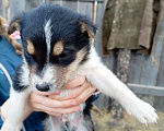 Собаки в Иркутске: Срочно! Помогите пристроить щенят! Девочка, Бесплатно - фото 2