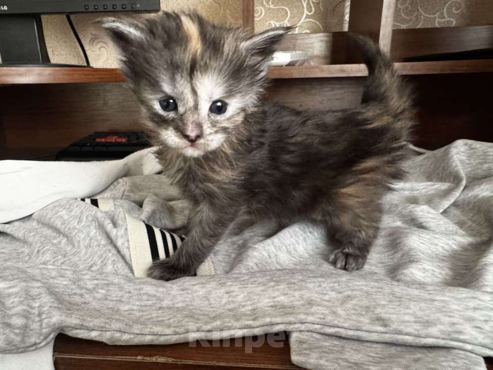 Кошки в Комсомольске-На-Амуре: Котята  Девочка, 25 000 руб. - фото 2