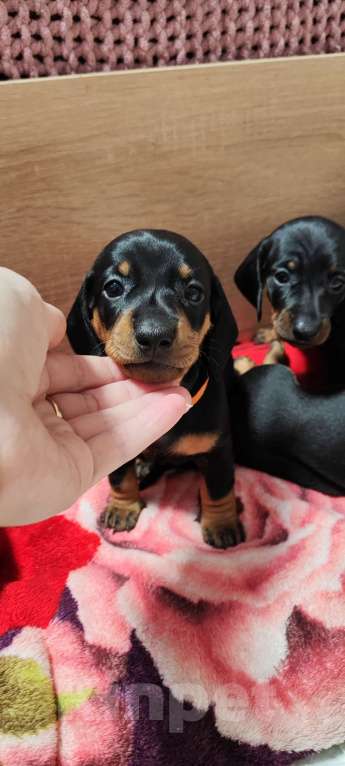 Собаки в Твери: Щенки таксы стандарт Девочка, 50 000 руб. - фото 3