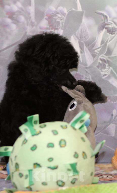 Собаки в Москве: Щенок пуделя — ваш будущий верный друг! Мальчик, 110 000 руб. - фото 2