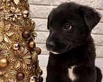 Собаки в Красногорске: Малыш в любящие руки  Мальчик, 10 руб. - фото 1
