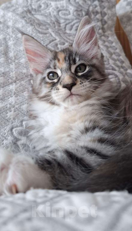 Кошки в Геленджике: Продаётся котёнок мейн-кун, девочка, редкий окрас fs 03 24, из питомника EdenLight (Геленджик) Девочка, 35 000 руб. - фото 6