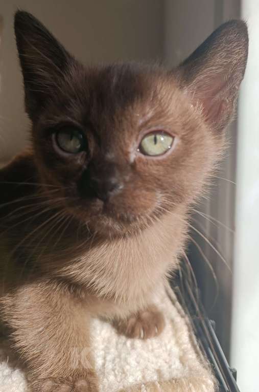 Кошки в Ростове-на-Дону: Котята европейской Бурмы  Девочка, 70 000 руб. - фото 4