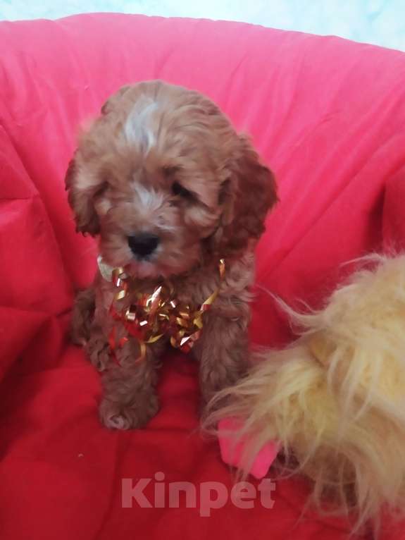 Собаки в Москве: Щенок Кавапу  Мальчик, 65 000 руб. - фото 2