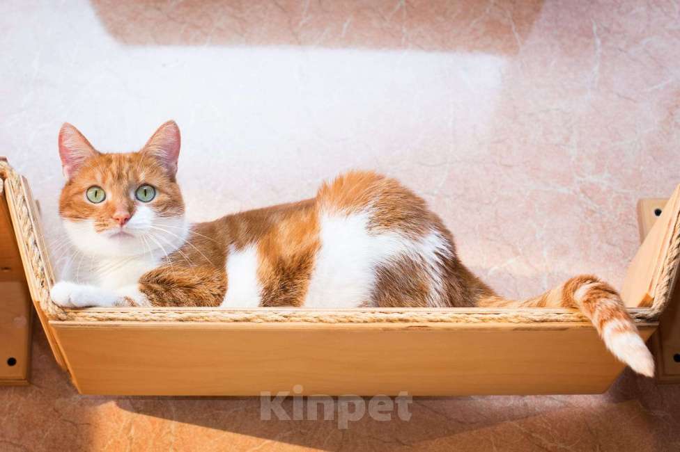 Кошки в Москве: Яркая нежная кошечка Гуля 3 года в приюте  Девочка, Бесплатно - фото 5