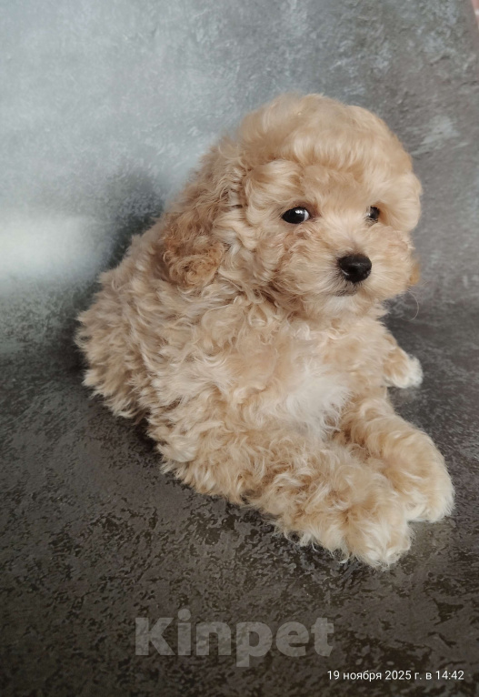 Собаки в Мытищах: Пушон Оскар Мальчик, 180 000 руб. - фото 2