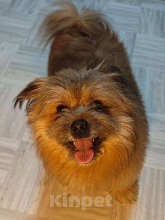 Собаки в Сергиеве Посаде: Рыжик Яша Мальчик, Бесплатно - фото 4