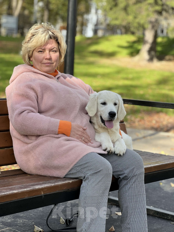 Собаки в других городах Московской области: Щенки Породы Золотистый ретривер  Мальчик, Бесплатно - фото 4